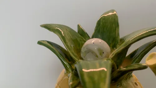 Pineapple Pitcher, photo 7